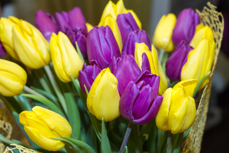 Beautiful tulips on Canadian Tulip Festival in Ottawaの写真素材