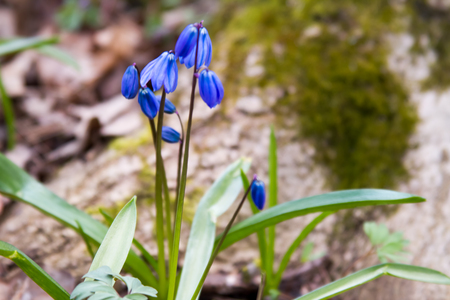 Scilla flowers on forest ground.