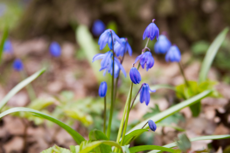 Scilla flowers on forest ground.