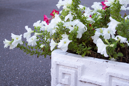 Flowerbed with white petunias, lots of of colourful petunia Petunia hybrida flowers.の写真素材
