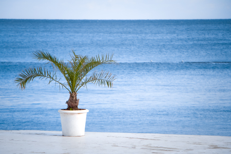 Background or concept, a green palm tree in a white pot is standing on the pier against the blue sea, selective focus, sun rays, free space for text.の写真素材