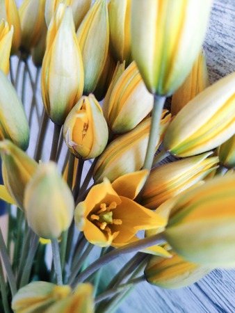 Extremely close-up of beautiful yellow blooming forest tulips on a light wooden background. Easter concept or background.の写真素材