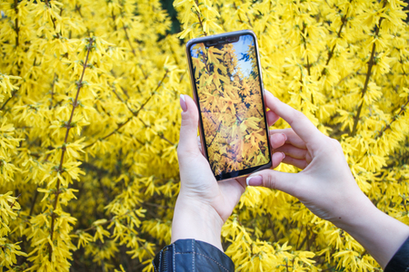 Close-up of girl's hands holding smartphone and taking pictures of a blooming forsythia, spring...