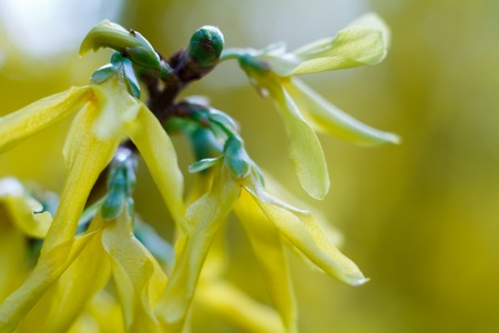 Closeup of blossoming forsythia branch in spring, background or conceptの写真素材