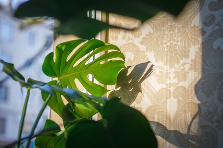 Monstera in the interior on a wall background, monstera leaves in the sun in natural lightの写真素材