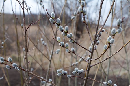 A close-up of a willow blossom, willow katkins, selective focus, Easter background or concept. Spring branches willow seals. Spring buds on the willow tree.の写真素材