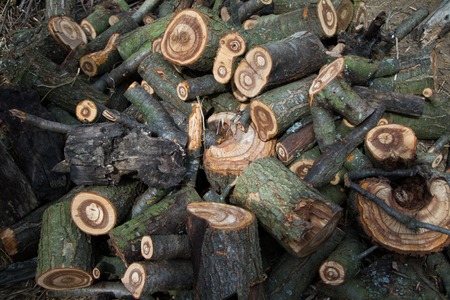A large pile of chopped firewood lies in the yard of the farm, preparing for home heating in winter.の写真素材