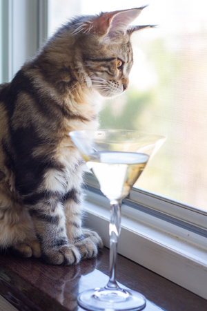 A picture of a Maine Coon kitten sitting on a window sill near a champagne glass.の写真素材