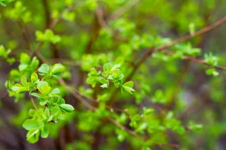 Bokeh abstract green leaf pattern nature green background, selective focus