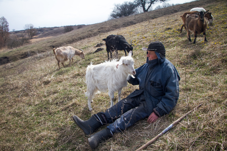 An old man in messy clothes is sitting on a hill and herding a flock of his own goats against the backdrop of withered nature.の写真素材