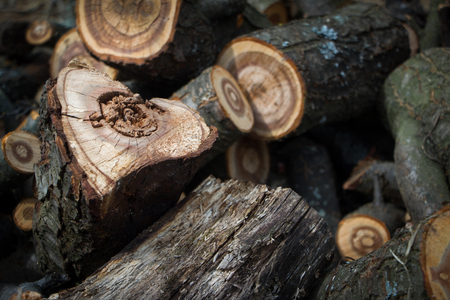 Close-up of a heart-shaped saw cut down firewood for heating a house, background or concept.の写真素材