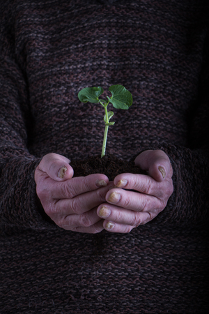 An old man hands holding a green young plant over dark sweater. Symbol of spring and environment concept, free space for text.の写真素材
