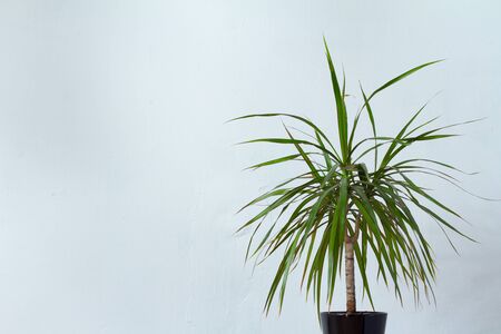 A large dracaena plant in a dark pot stands opposite the white textural wall, copyspaceの写真素材