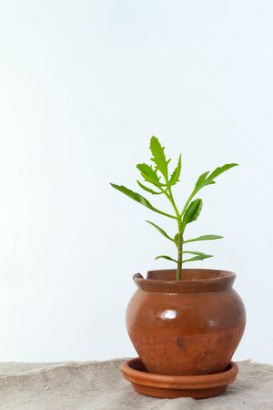Green flower houseplant platicerium or deer horns growing in clay brown pot standing on natural fabric isolated on white textural background, copyspaceの写真素材