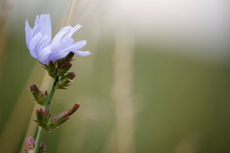 Closeup of blooming wildflowers at sunset, soft focusの写真素材