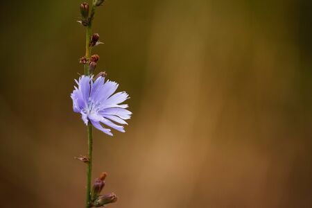 Close-up of blue Chicory wild flowers on a blurred background of a summer meadow, selective focus