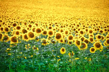 An infinite field with bright yellow blooming sunflowers, soft focusの写真素材