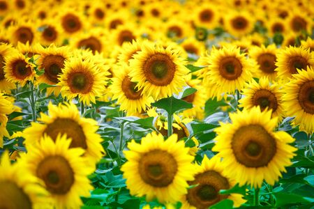 An infinite field with bright yellow blooming sunflowers, soft focusの写真素材