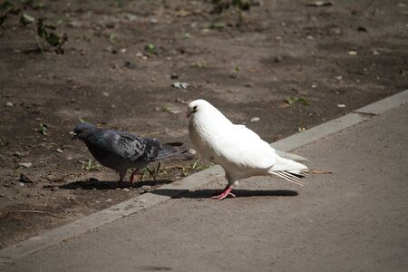 Closeup of two pigeons a female and a male are walking along the sidewalk near an empty flower bed in a recreation park.の写真素材