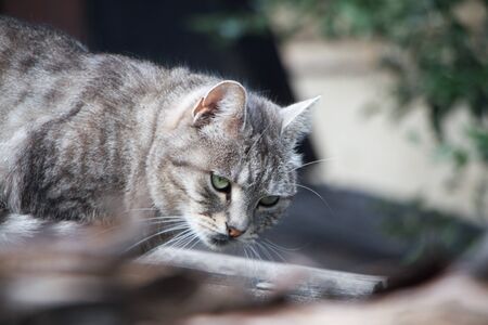 Closeup adorable shorthair striped gray cat with green eyes on a gray slate roof
