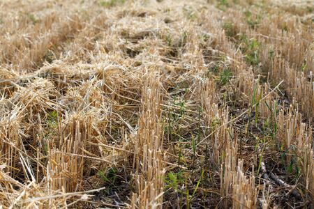 Closeup of the stubble of a mowed wheat field of wheat, rows of ears on a mowed field, selective...