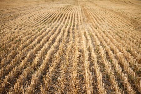Closeup of the stubble of a mowed wheat field of wheat, rows of ears on a mowed field, selective...