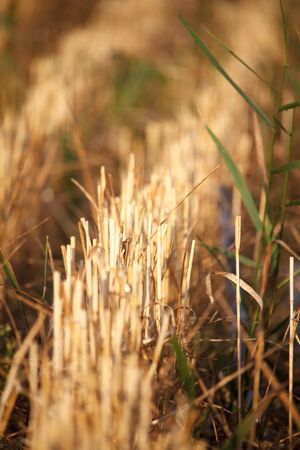 Closeup of the stubble of a mowed wheat field of wheat, rows of ears on a mowed field, selective focusの写真素材