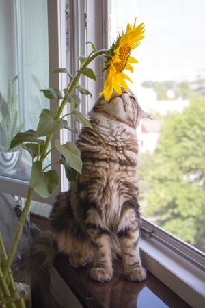 Closeup fluffy kitten Maine Coon sitting on the windowsill next to a vase of sunflowers on the kitchen tableの写真素材