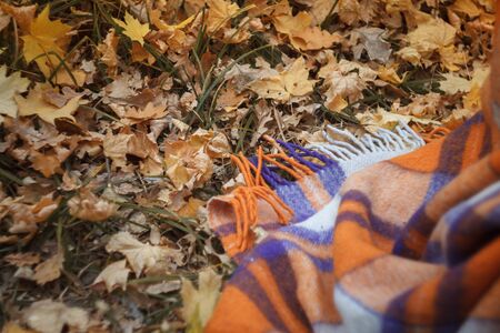 Top view of a checkered bright woolen plaid falls into autumn fallen maple foliage, cozy autumn concept, selective focusの写真素材