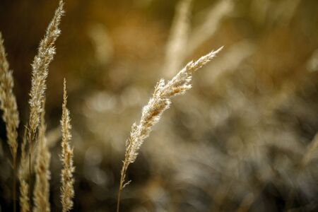 Close up of tall yellow spikelets against the backdrop of a withered autumn meadow and a blurry sky, selective focusの写真素材