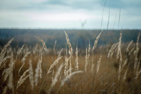Close up of tall yellow spikelets against the backdrop of a withered autumn meadow and a blurry sky, selective focusの写真素材