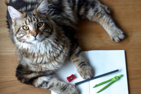 Closeup portrait of Maine Coon cat lies on a wooden table on an open notebook and blue pencil, selective focus, copyspaceの写真素材