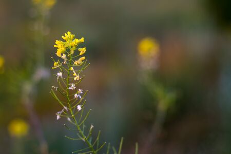 Closeup of yellow flowers with thin petals on a blurred background of green summer meadowの写真素材