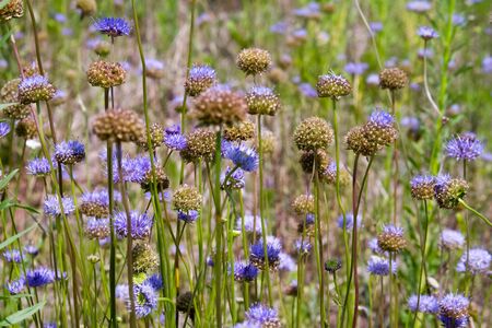 Closeup of purple wildflowers on a blurred background of grass meadow, selective focusの写真素材