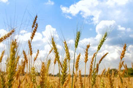 Field of ripened golden wheat harvest against blue cloudy sky, selective focus