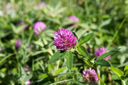 Close up of clover flowers on blurred clover field background, selective focusの写真素材