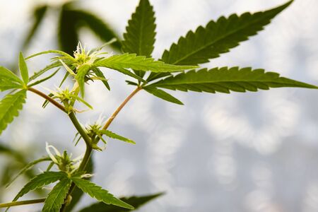 Macro photo of cones of marijuana plants, weed or cannabis in pots at home on the windowsill of the...