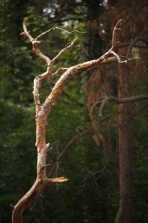 Old, dry, crumpled tree against a blurry forest background, selective focus