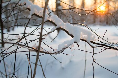 Close up of frozen drops on a tree branch, sunset in a snowy forest and the rays of the sun through...