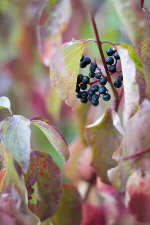 Black dry berries on background of withered leaves of wild grapes, selective focus