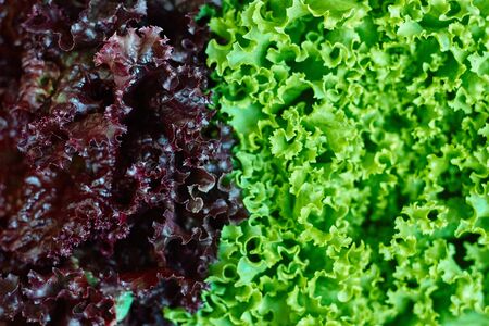 Two types of green and red coral lettuce with clear border between them, the concept of a healthy diet and vitamins, selective focusの写真素材