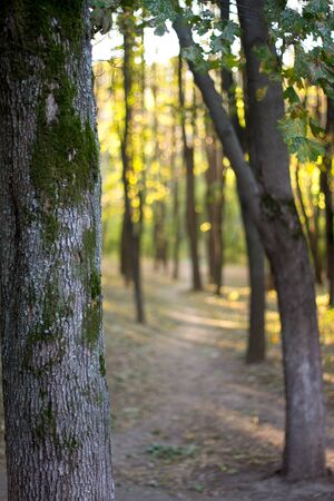 Autumn forest and the rays of the sun break through foliage, selective focusの写真素材