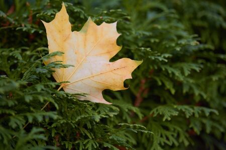 Close up of yellow maple leaves in juniper branches, selective focus