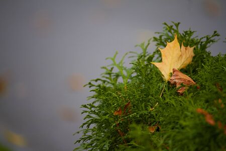 Close up of yellow maple leaves in juniper branches, selective focus