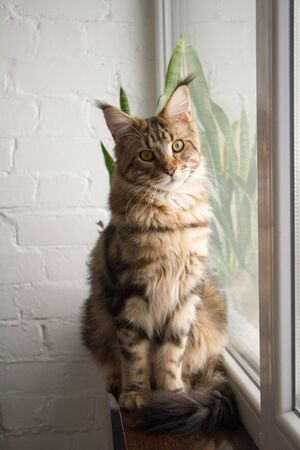 Portrait of a Maine Coon kitten sitting on a window-sill in a minimalistic kitchen, selective focusの写真素材
