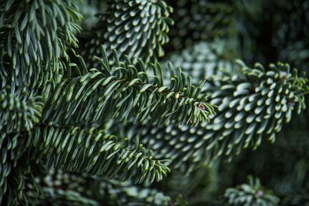 Close-up of fir or Abies Nobilis needles on dark backdrop, Christmas or New Year concept