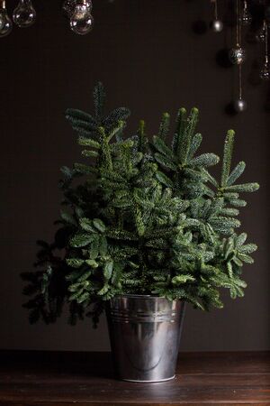 Green fresh fir or Abies Nobilis branches in an iron bucket on a dark wooden table, decorative reed cloud hanging from above with a Christmas decor, Christmas or New Year conceptの写真素材