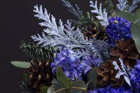 Detail close up winter bouquet of Nobil fir twigs, blue hyacinths and cones, winter gift conceptの写真素材