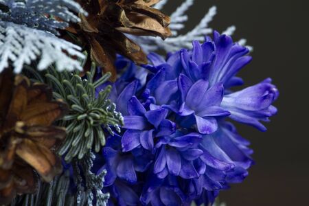 Detail close up winter bouquet of Nobil fir twigs, blue hyacinths and cones, winter gift conceptの写真素材
