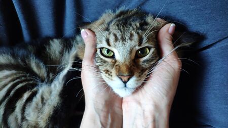 Hands of the hostess holding cute face of Maine Coon kitten lying in a chair, selective focusの写真素材